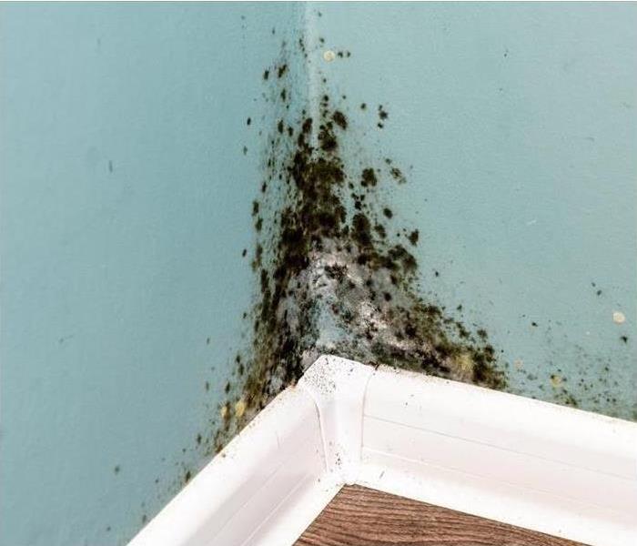 Black mold spores in the corner of a room